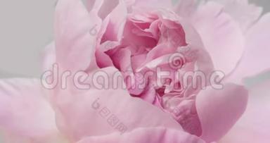美丽的粉色牡丹底色.. 盛开的牡丹花开放，时光流逝，特写.. 婚礼背景，情人节`